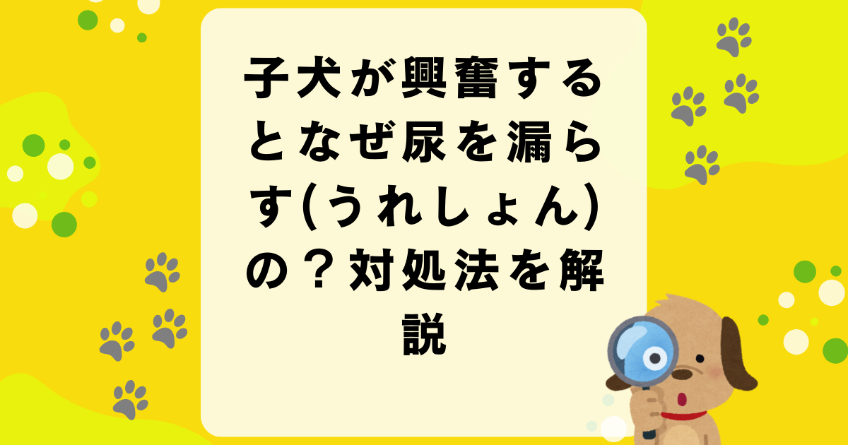 子犬が興奮するとなぜ尿を漏らす(うれしょん)の？対処法を解説